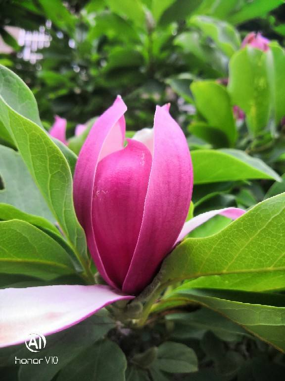 “家有羅漢松，世代不受窮”，家裡有庭院，就種這4種“吉祥樹”