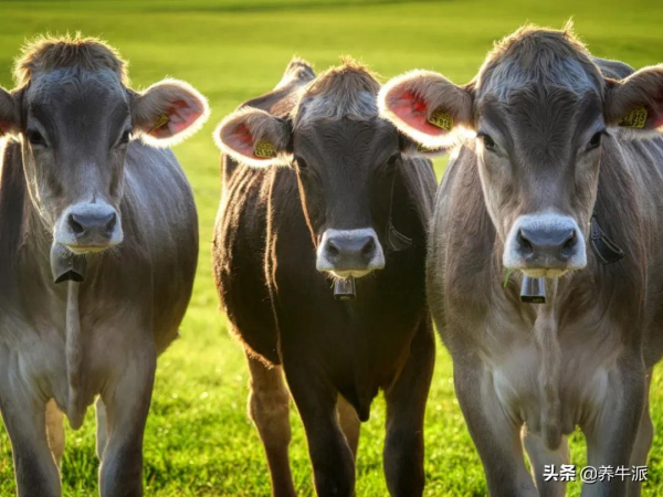 探討｜那頭奶牛為什麼站立？