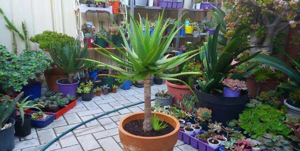 7種大型花，號稱“死不了”，看著很霸氣，還能吸廢氣，值得養