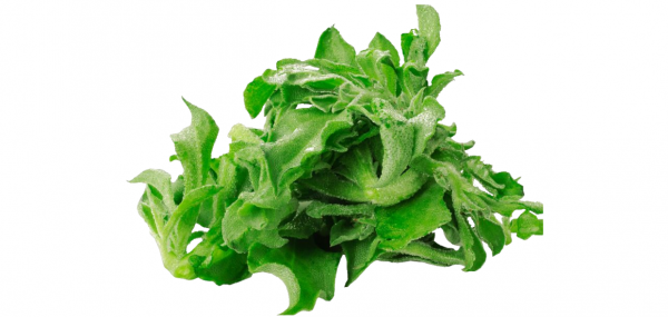 輕食乾貨！蔬菜基底科普大全，輕食創業蔬菜基底怎麼選？