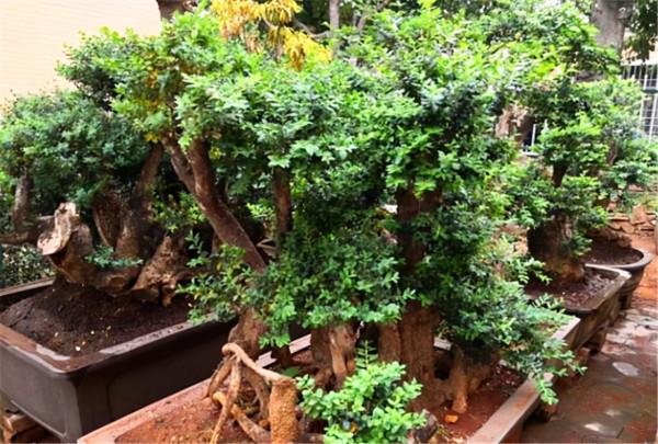 花了6年收集了一院子的上品黃楊,百年老樁“盆盆過萬”,羨慕啊 花了6年收集了一院子的上品黃楊,百年老樁“盆盆過萬”,羨慕啊