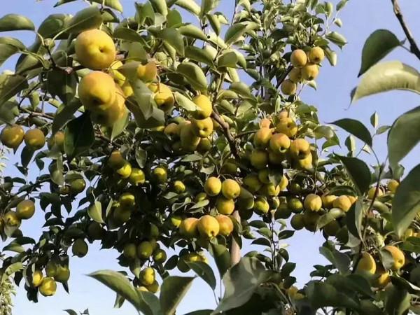 “庫爾勒香梨”變味難吃!口碑極差,跌到2毛1斤,果農心裡難受 “庫爾勒香梨”變味難吃!口碑極差,跌到2毛1斤,果農心裡難受