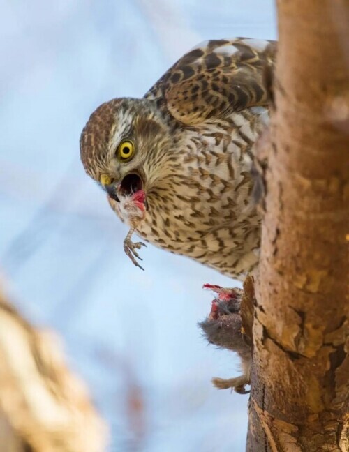 路上偶遇東北虎是什麼體驗？網友：大腦斧能有什麼壞心思呢