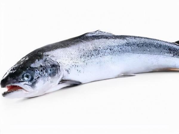 肉質最好的8種魚，魚刺少，味道好，家裡有寶寶的建議收藏