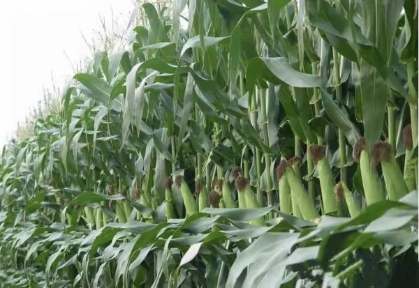 三個高產第一名的玉米新品種,有什麼不同之處?我來告訴你真相 三個高產第一名的玉米新品種,有什麼不同之處?我來告訴你真相