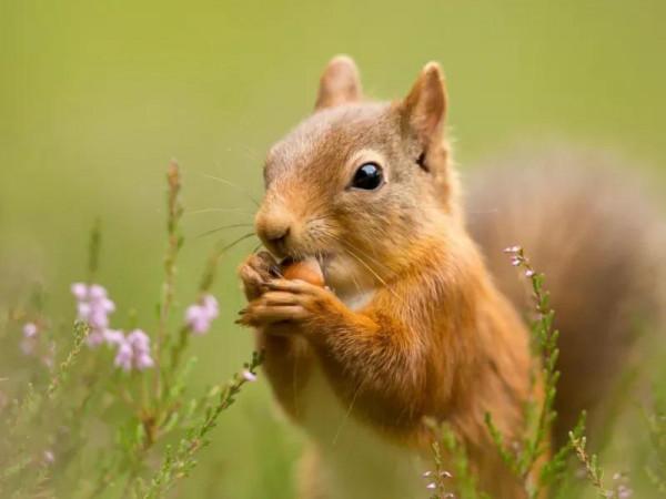 貓頭鷹捕殺小松鼠，被女孩救下治傷，放生後女孩收到松鼠特殊禮物