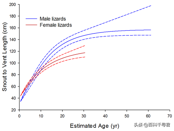 現存最大的蜥蜴,被“神話”的科莫多巨蜥,其真正實力到底如何? 現存最大的蜥蜴,被“神話”的科莫多巨蜥,其真正實力到底如何?