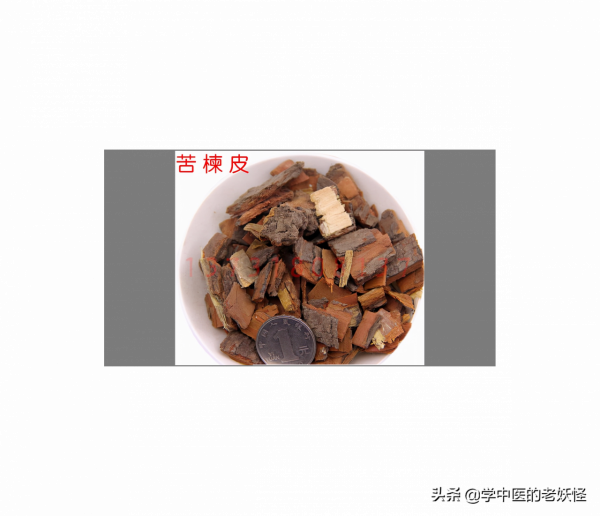 每天學習一味中藥——苦楝皮 每天學習一味中藥——苦楝皮