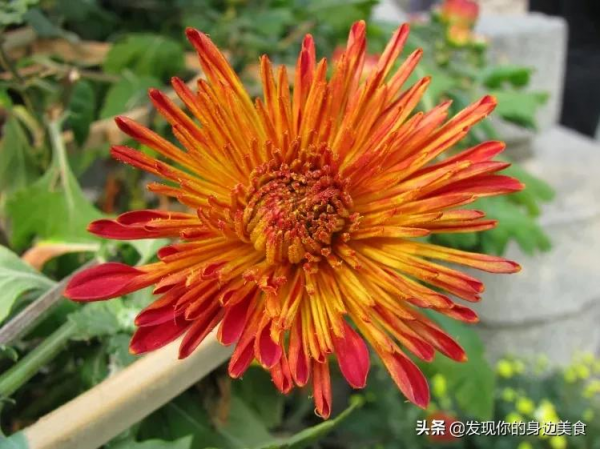 傲霜菊花奪人眼