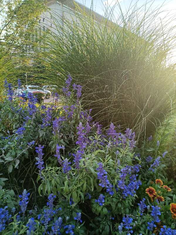 美文欣賞：孫虎林《鼠尾草》