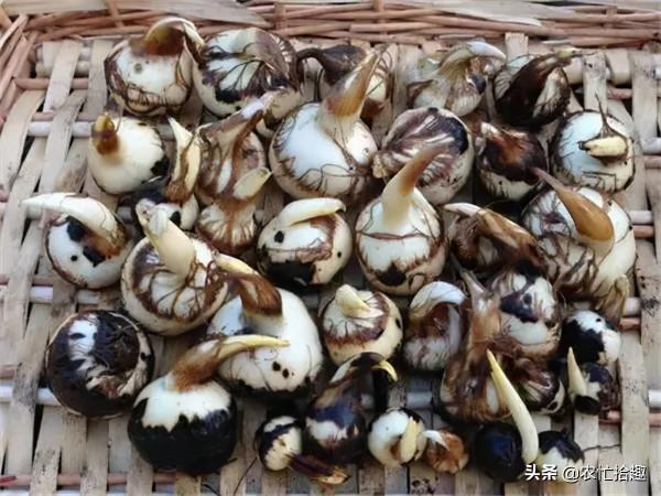 又到採收季，收購一斤3.5元，寒風中徒手挖，農民：價高不辛苦