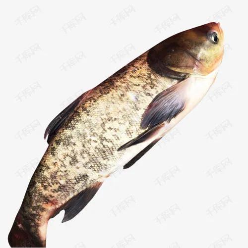 釣草魚和釣鰱鱅有兩個區別，明白了，就更容易釣到目標魚了