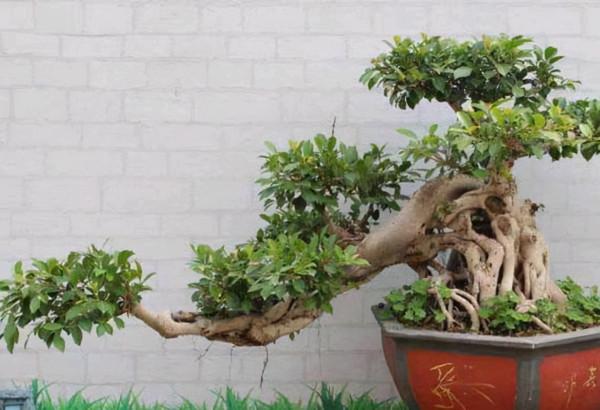 如何巧妙地給“榕樹盆景”施肥,葉大色深,長勢好 如何巧妙地給“榕樹盆景”施肥,葉大色深,長勢好