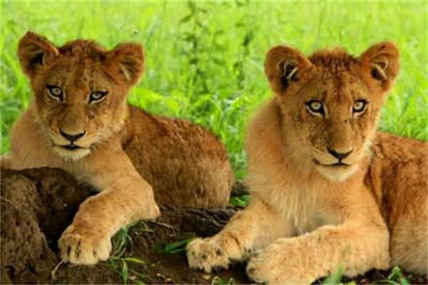 非洲幼獅冥河姐弟，相依為命四處流浪，失去姐姐後變成嗜血魔鬼