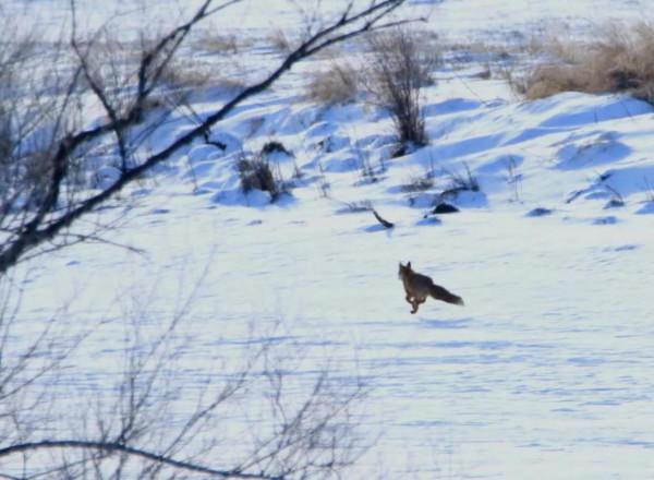 家鄉的雪山飛狐 家鄉的雪山飛狐