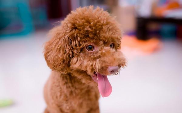 養這幾種狗等於“白養”,不能保護主人,有危險就跑了 養這幾種狗等於“白養”,不能保護主人,有危險就跑了