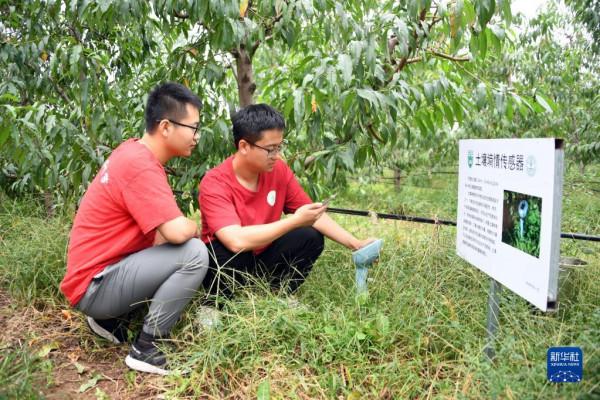 “駐村大學生”忙碌在“未來果園”