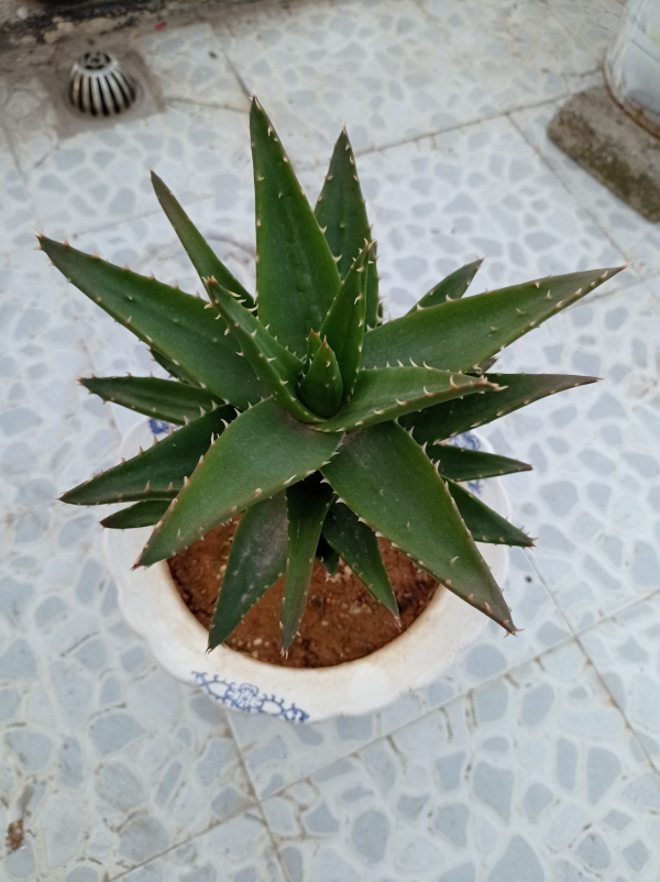 5種花冬天是“虛弱期”，千萬管住手別澆水，一旦積水死一大片