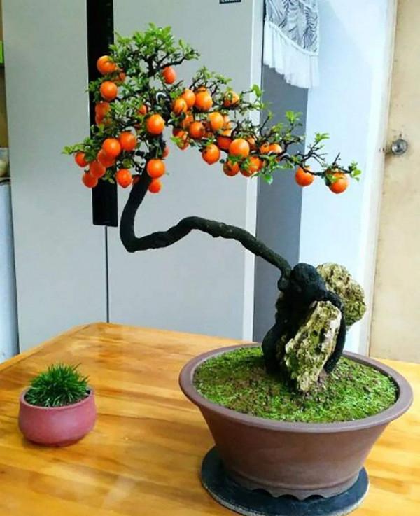 “壽命長”的11種花，好養寓意好，越養越值錢