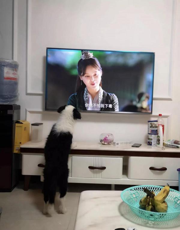 我家有一隻愛看電視的狗