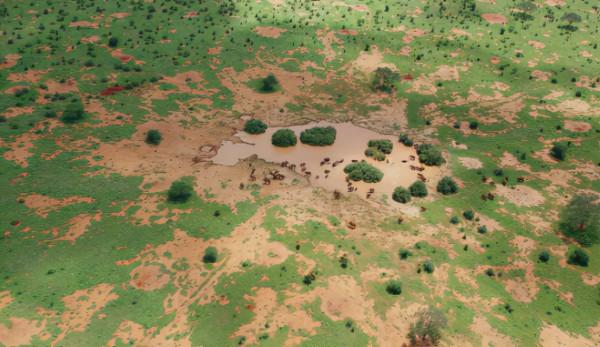 非洲特大旱災，動物屍橫遍野，50歲大象女王用智慧拯救族群