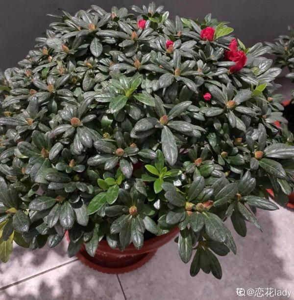 黃葉、落葉、爛根…夏天的杜鵑,太難養了 黃葉、落葉、爛根…夏天的杜鵑,太難養了