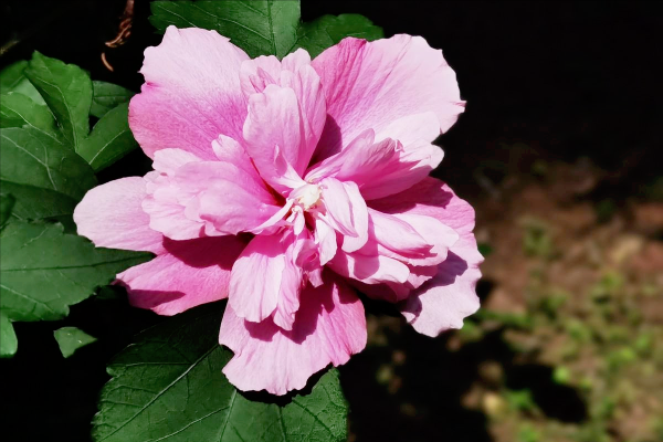 不同季節的樹上蔬菜，空閒時間採回來，換口味又安全