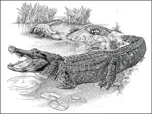 鱷魚好圖大雜燴 鱷魚好圖大雜燴