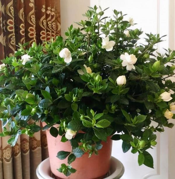 天冷後,9種花要“少水、斷糧”,不然難過冬 天冷後,9種花要“少水、斷糧”,不然難過冬