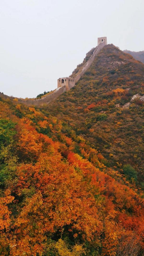 不出北京坐火車去賞秋,方便經濟不堵車,臥虎山蟠龍山盡顯中國紅 不出北京坐火車去賞秋,方便經濟不堵車,臥虎山蟠龍山盡顯中國紅
