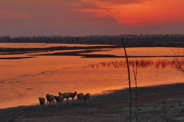 沿著鹽城海堤尋鹿