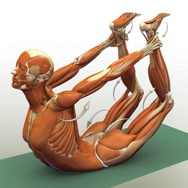 練瑜伽，這些解剖常識你要知道（附28個常見體式解剖圖）