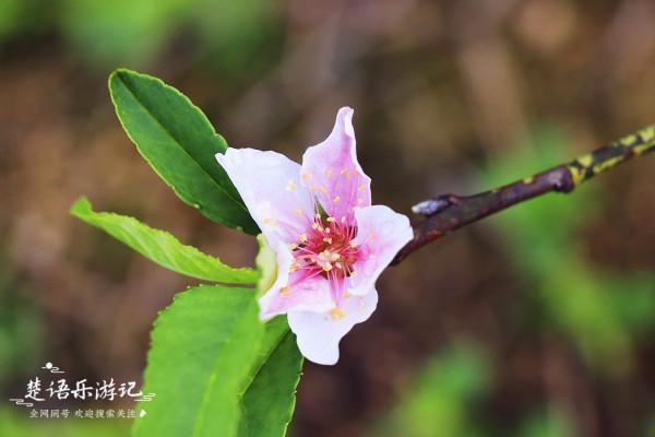 浙江寧波有一個古村依山傍水，雲起時如人間仙境，秋天居然桃花開