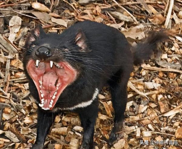 癌症能自行消除？在被稱為“惡魔”動物的身上，科學家發現了秘密