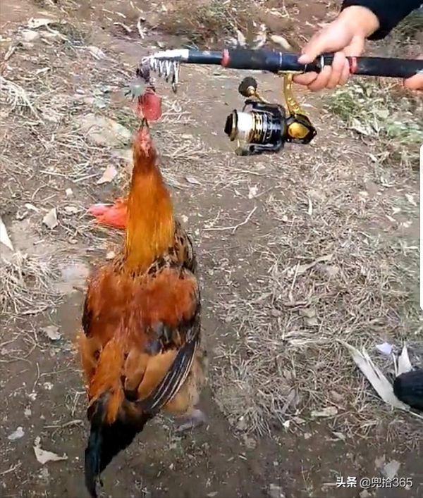 四川一男子水庫裡野釣，魚一條沒有卻意外收穫了一隻雞，咋回事？