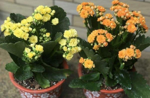 天氣變冷，10種花要減少澆水，不然難過冬