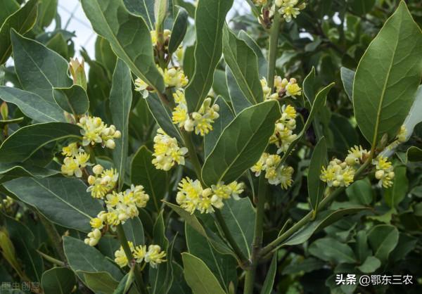 家裡廚房用的香葉是啥樹上的葉子，在山東能種植嗎？