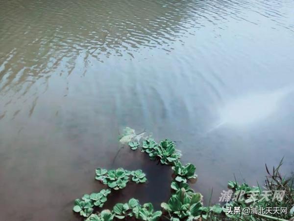 今天，浦北一掃多日的陰涼天氣，終於都迎來了藍天麗日