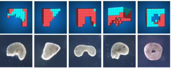 機器人也能「造孩子」:全球首個活體機器人創生命繁衍新方式 機器人也能「造孩子」:全球首個活體機器人創生命繁衍新方式