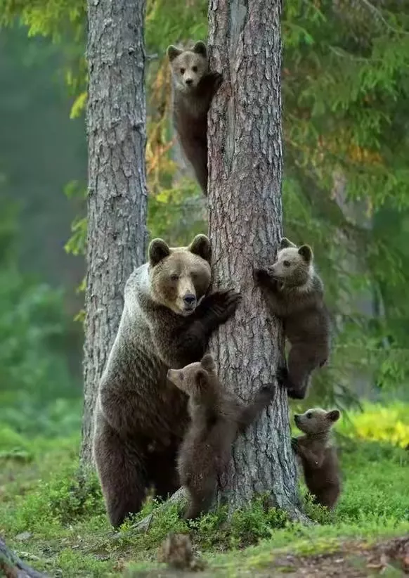 熊貓寶寶集體亮相賀新春（外四首） 作者：蕭濂