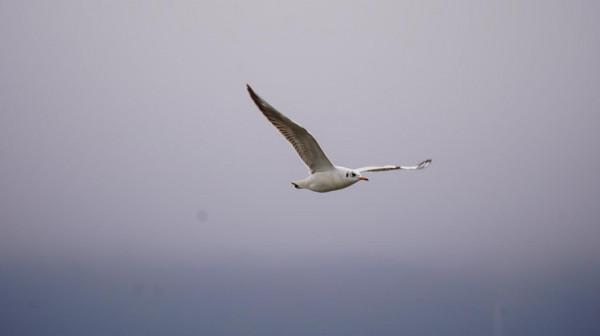雲南瀘西:紅嘴鷗首次飛抵黃草洲國家溼地公園 雲南瀘西:紅嘴鷗首次飛抵黃草洲國家溼地公園