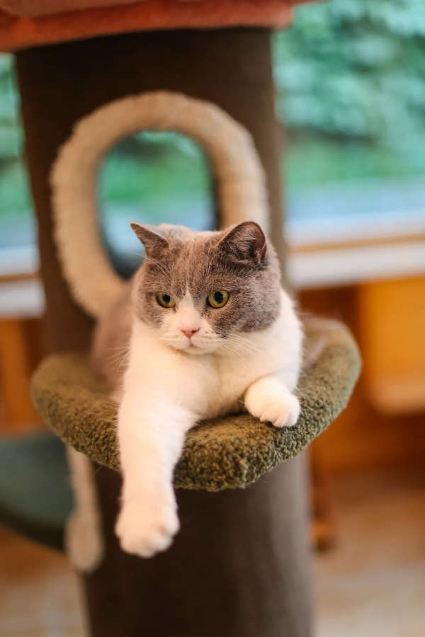 朵公主的可愛暴擊，你準備好了嗎