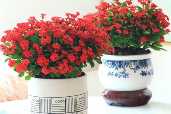 9種“勤勞花”，別名“天天開”，365天花不斷，也不怕累壞了