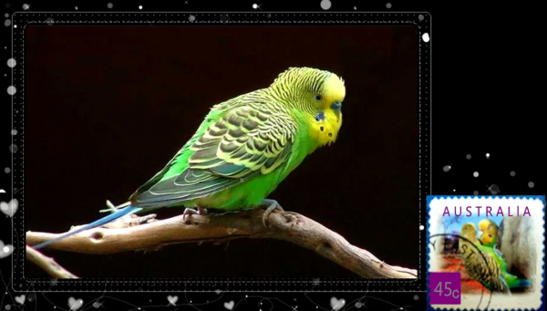 盧伯雄 | 以虎命名的動物 盧伯雄 | 以虎命名的動物