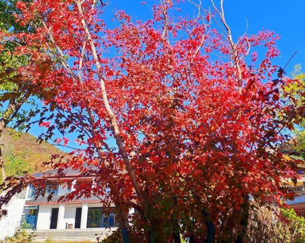 博山金秋紅葉美