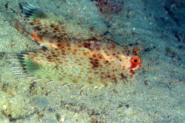 豹魴鮄：怪魚長了“翅膀”，還長了“腿”