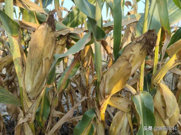 最高畝產2332斤，這個18省種植的玉米品種，創北方夏玉米高產記錄
