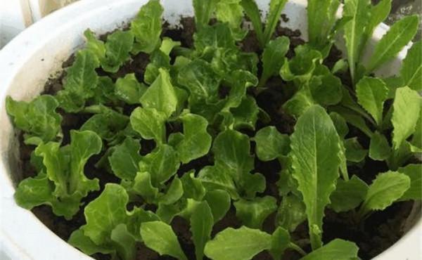 天冷了，陽臺種蔬菜，首選這8種，0度凍不死，吃一茬冒一茬