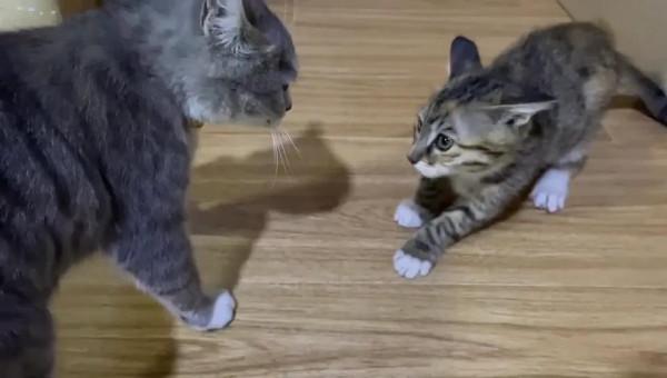 咦呀！貓生不過如此