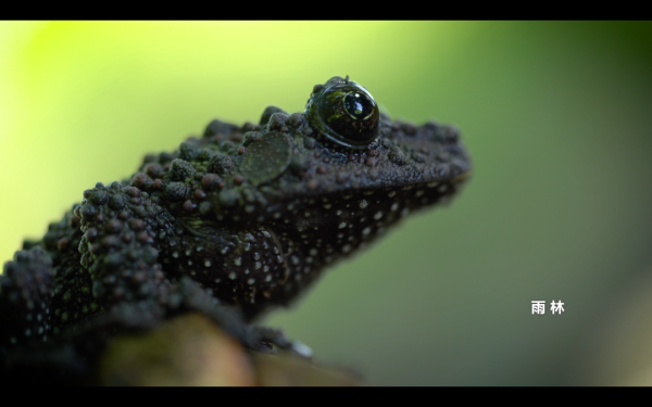 不必詩和遠方,海南這片雨林秘境,點進來即可探險→ 不必詩和遠方,海南這片雨林秘境,點進來即可探險→